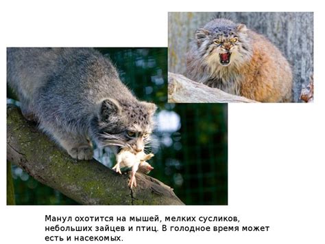 Натуралист по фамилии паллас впервые встретил животное. Дикий кот манул - презентация, доклад, проект