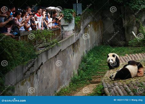 Chengdu Research Base Of Giant Panda Breeding Editorial Photography