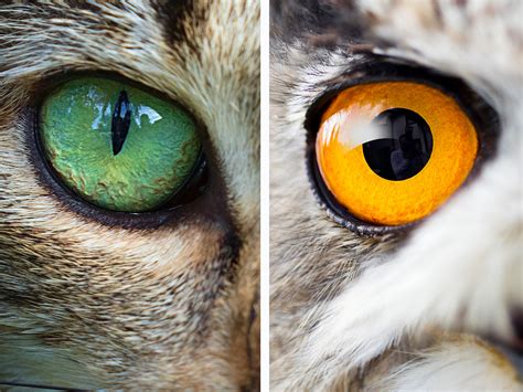 'One Of A Kind' Collection Of Animal Eyeballs Aids Research On Vision