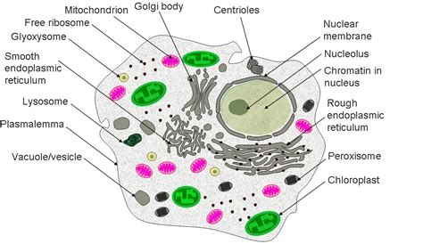 Diagram Of Eukaryotic Cell