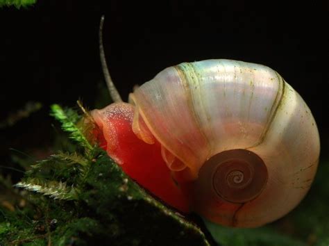 3 X Super Rare Pearl Pink Ramshorn Snails Algae Cleaner Snails