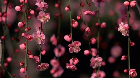 Free Download Pink Wallpapers Flowers Spring Wallpaper 2560x1440
