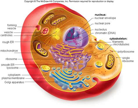 This organelle has two major functions. 4.4 Eukaryotic Cells: