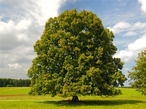 Growing Linden Trees Tips For Planting A Linden Tree Gardening Know How