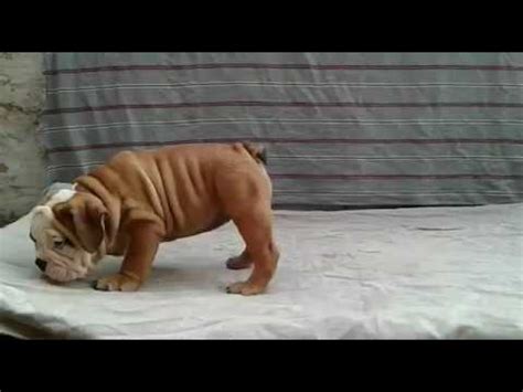 Get a boxer, husky, german shepherd, pug, and more on kijiji, canada's #1 daphne's lovely litter of 8 purebred english bulldog puppies born january 19! British bulldog puppies for sale in Delhi call us now ...