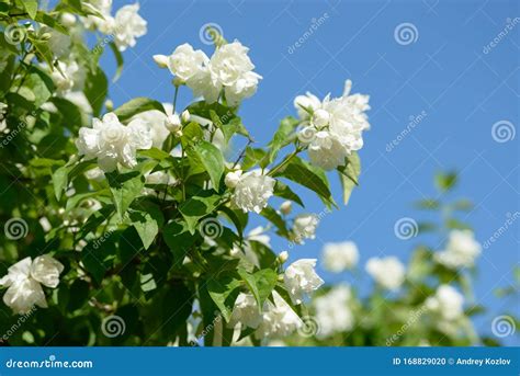 Close Up Of White Jasmine Flowers In A Garden Flowering Jasmine Bush