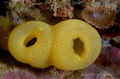 Diverosa Ascidians