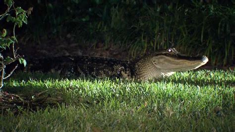 Alligators Are Creeping Into Homes In Central Florida Earlier Than Usual