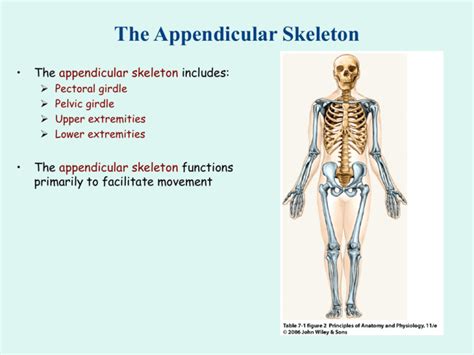 Appendicular Skeleton Ppt Misty Cherie Glass Artist