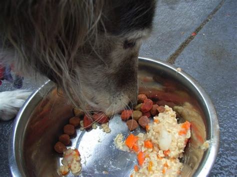 Three parts of plain cooked rice and the bland diet is a home remedy that vets have recommended to clients for years, and it helps dogs with stomach. Pin on diabetic dog treats
