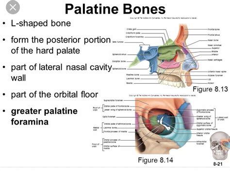 Palatine Bone Palatine Bone Head And Neck Anatomy Palatine