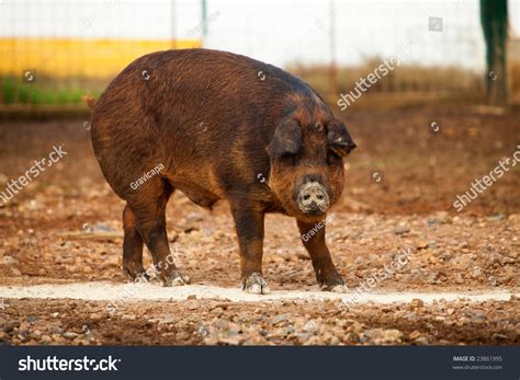 Brown Pig Stock Photo 23861995 Shutterstock