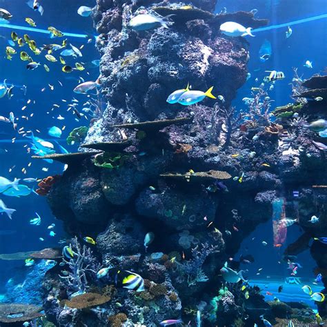 Sea Aquarium Singapore One Day Pass Eticket 2021