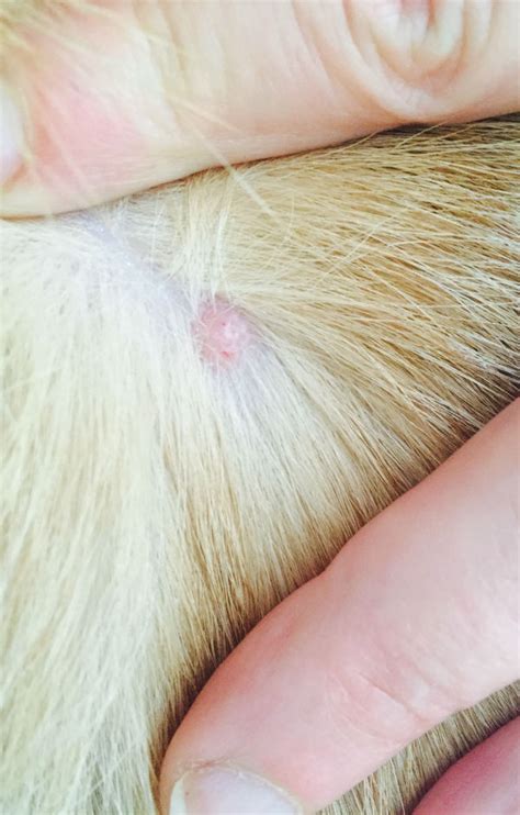 What Are Bumps On Dogs Skin