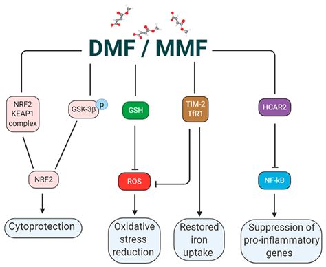 Antioxidants Free Full Text Exploring The Use Of Dimethyl Fumarate