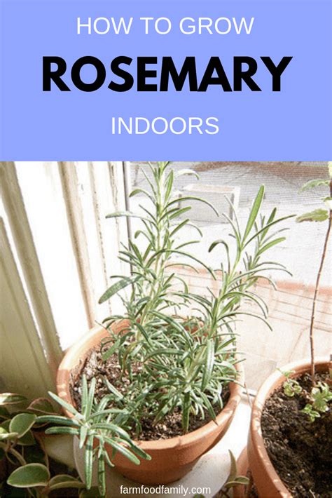 Growing And Caring Rosemary Indoors From Seeds Propagation From Stem
