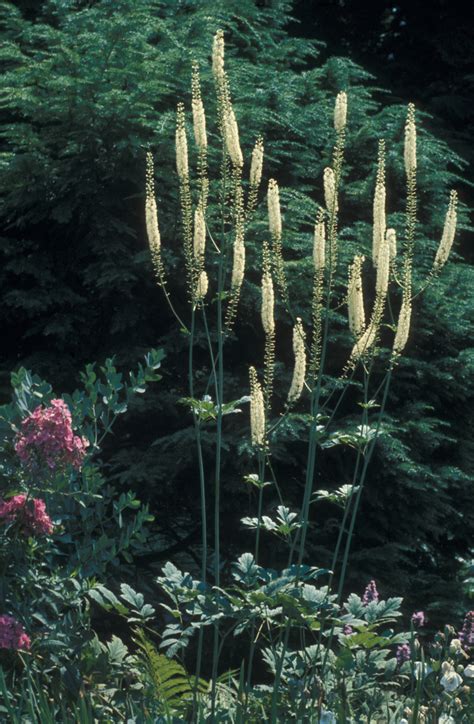 Black Cohosh Actaea Racemosa From New England Wild Flower Society