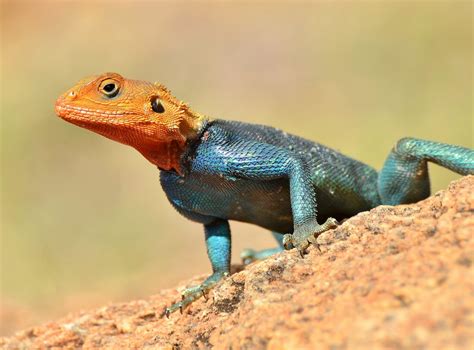 Red Headed Agama Lizard Male One More Shot Rog Flickr