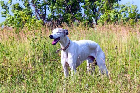 Greyhound Breed Information Characteristics And Heath