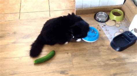 However, some cats do react to cucumbers exclusively. Why Are Cats So Hilariously Afraid Of Cucumbers?