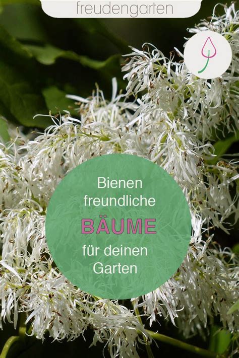 Im herbst bildet die eibe kleine rote früchte. Bienenfreundliche Bäume: Unsere Top 12 für den Garten ...