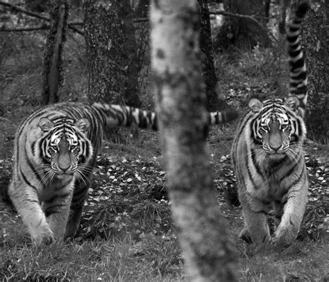 Leg It In The 1940s The Amur Tiger Was On The Brink Of Ex Flickr