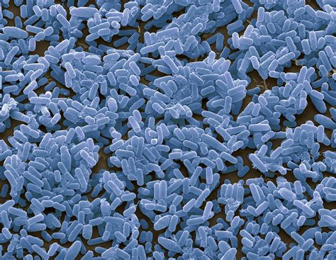 Bacillus Subtilis Bacteria Sem Photograph By Steve Gschmeissner Fine