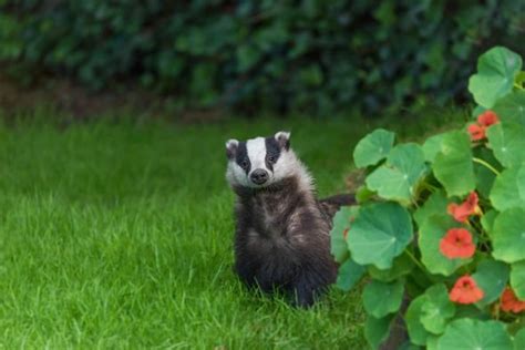 How To Stop Badgers From Digging Up Your Garden Four Top Tips