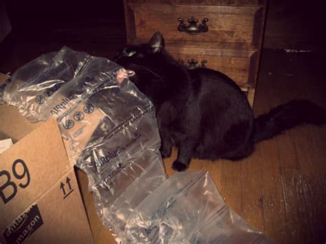 Why do cats like to chew on plastic bags? Why Do Cats Like To Chew Or Lick Plastic? - Cole & Marmalade