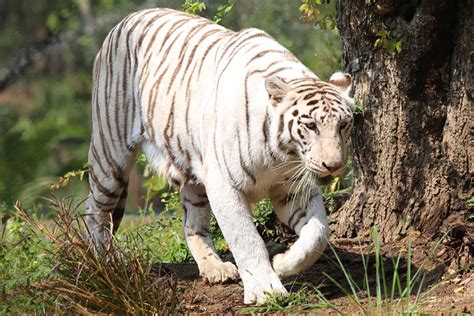 The White Tiger Madras Courier