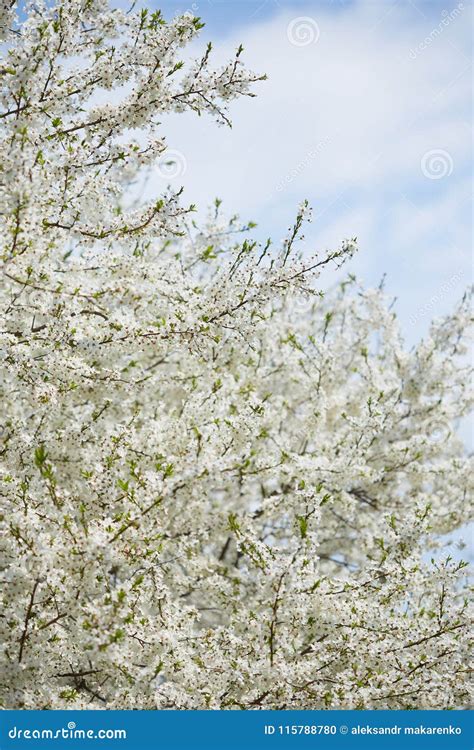 Spring Cherry In White Flowers Flowering Of Fruit Trees Stock Photo