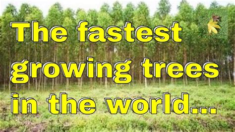 The Fastest Growing Trees In The Worldbut Youtube