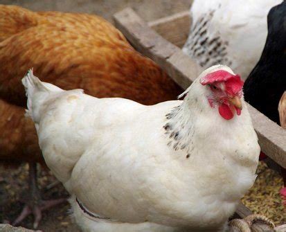 Ini disebabkan daging ayam telah masuk pada kebutuhan pokok se hari hari masyrakat indonesia. Informasi Harga Ayam Broiler Hari Ini Oktober 2020