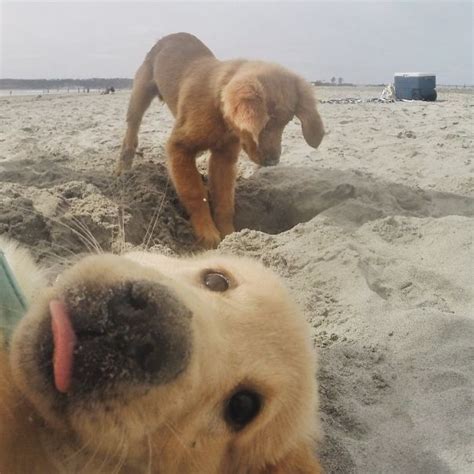 Funny Dogs Photobomb Photoshoot Photofun4ucom