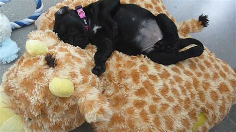 Beauty Sleep Coco Sleeping Tiny Black Pug Puppy Youtube
