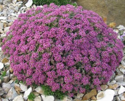 They should flower two months after planting and will last for several weeks indoors. Pottertons Nursery - Alyssum spinosum 'Rubrum' 21/20