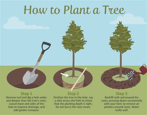Selecting The Right Tree For Your Garden Care2 Healthy Living