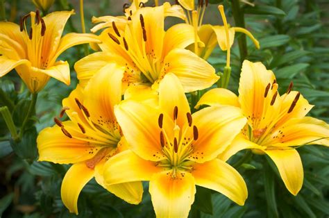 This perennial weed grows as a mat forming plant, that can withstand a low cutting height. 12 Poisonous Flowers to Avoid in Your Garden | Flowers ...