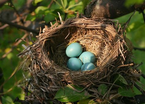 Uk Bird Nesting Season Species Laws And Tips For Dealing With Nesting