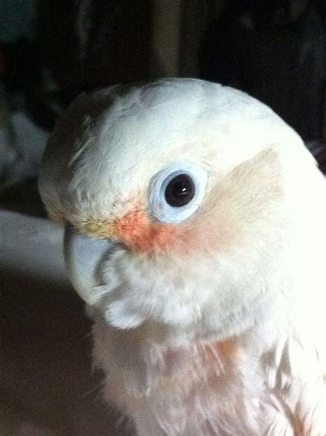 Goffin's cockatoos are a smaller cockatoo that is white with pink highlights in front of the eyes and on the breast. 22 best images about goffin cockatoo on Pinterest | 1 ...