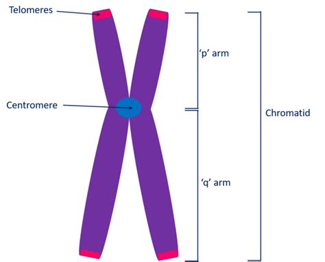 Structure Of A Chromosome Showing Two Identical Chromatids Each Made Up