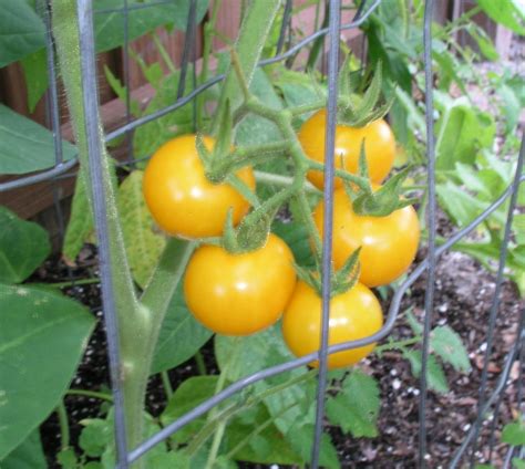 Egg Yolk Tomato Growin Crazy Acres