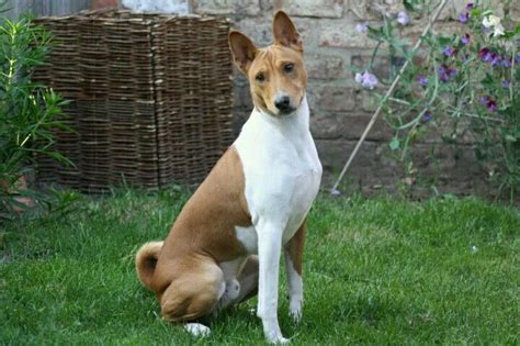 Basenji Puppy 8 Months Old Basenji Puppy Puppies Dogs