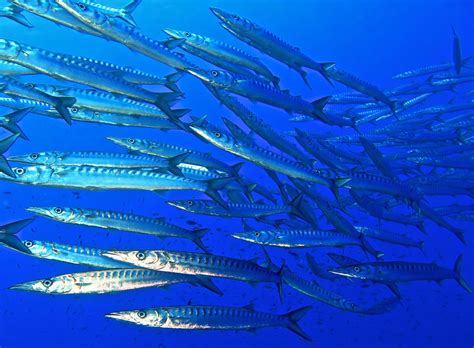 Ti accompagneremo nella selezione dell'eccellenza alberghiera, del trasporto più conveniente e delle attività più interessanti per il tuo tempo libero. Diving and snorkeling | Visit Sicily official page