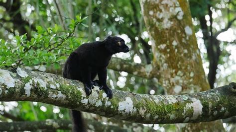 Black Lemur Eulemur Macaco Island Of Madagascar Off The Flickr