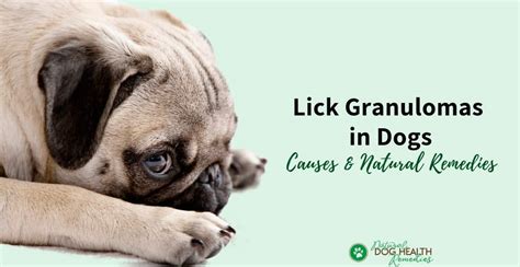 Lick Granulomas In Dogs Causes Treatment And Natural Remedies