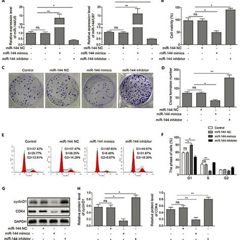effects of mir 144 dysregulation on cell proliferation and cell cycle download scientific