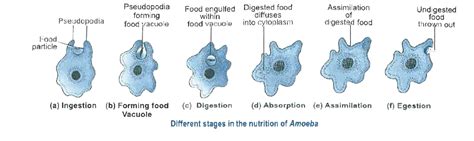 Explain The Nutrition Process In An Amoeba