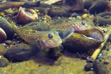 Round Goby Neogobius Melanostomus Underwater Stock Image Image Of