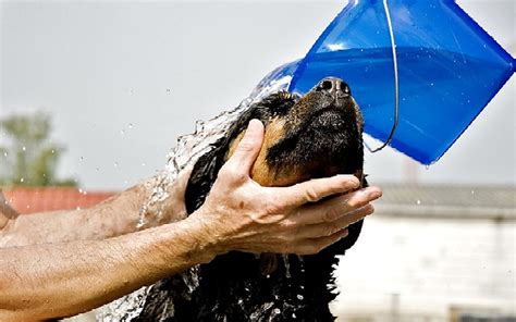 Kupanje Psa Kako I Kada Kupati Kućnog Ljubimca Zabavni Net